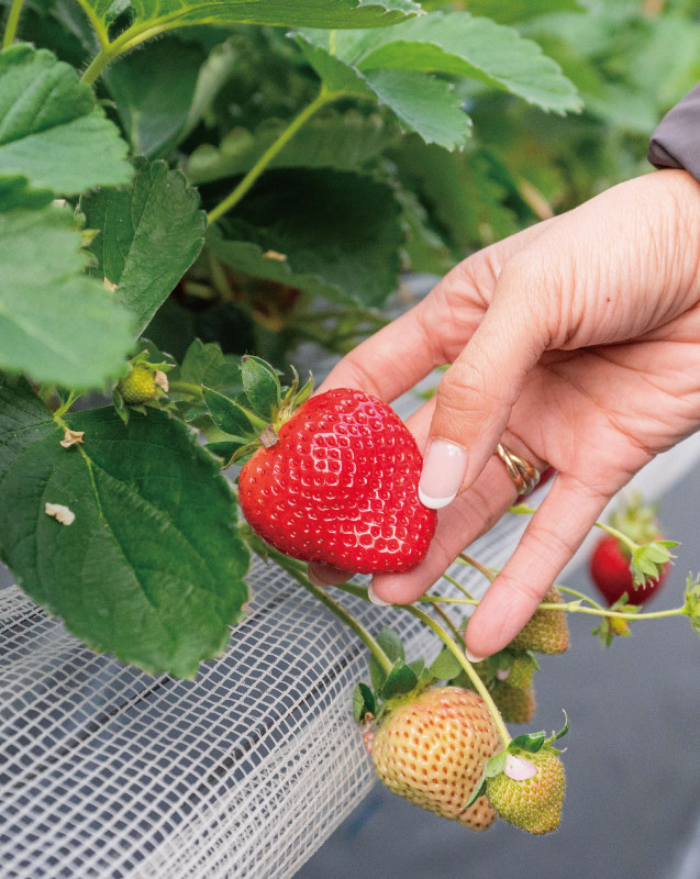 時蔬鮮果  盡摘我手