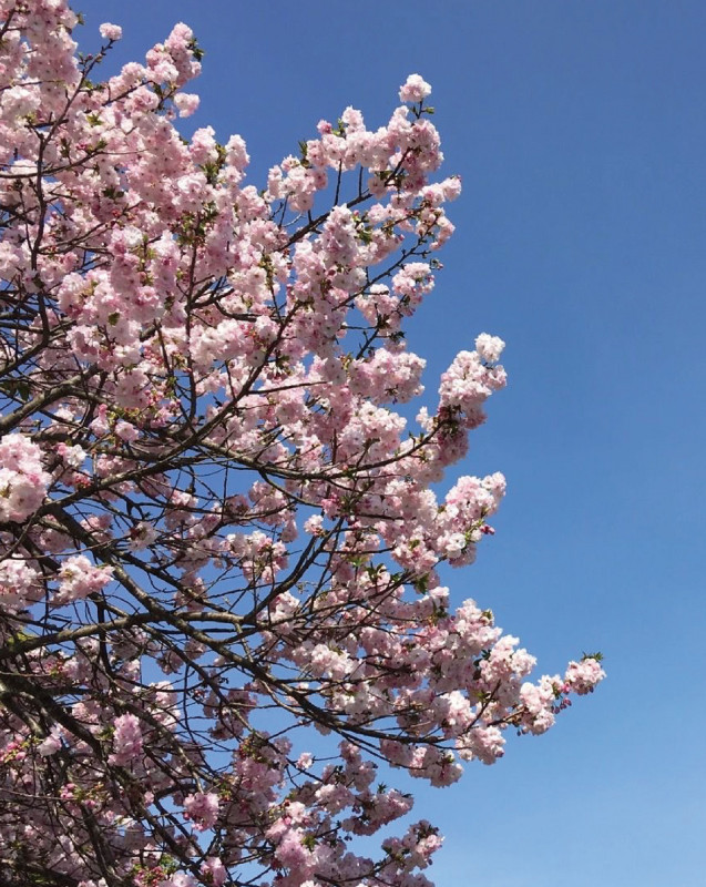 早櫻醒春  點染無邊風色