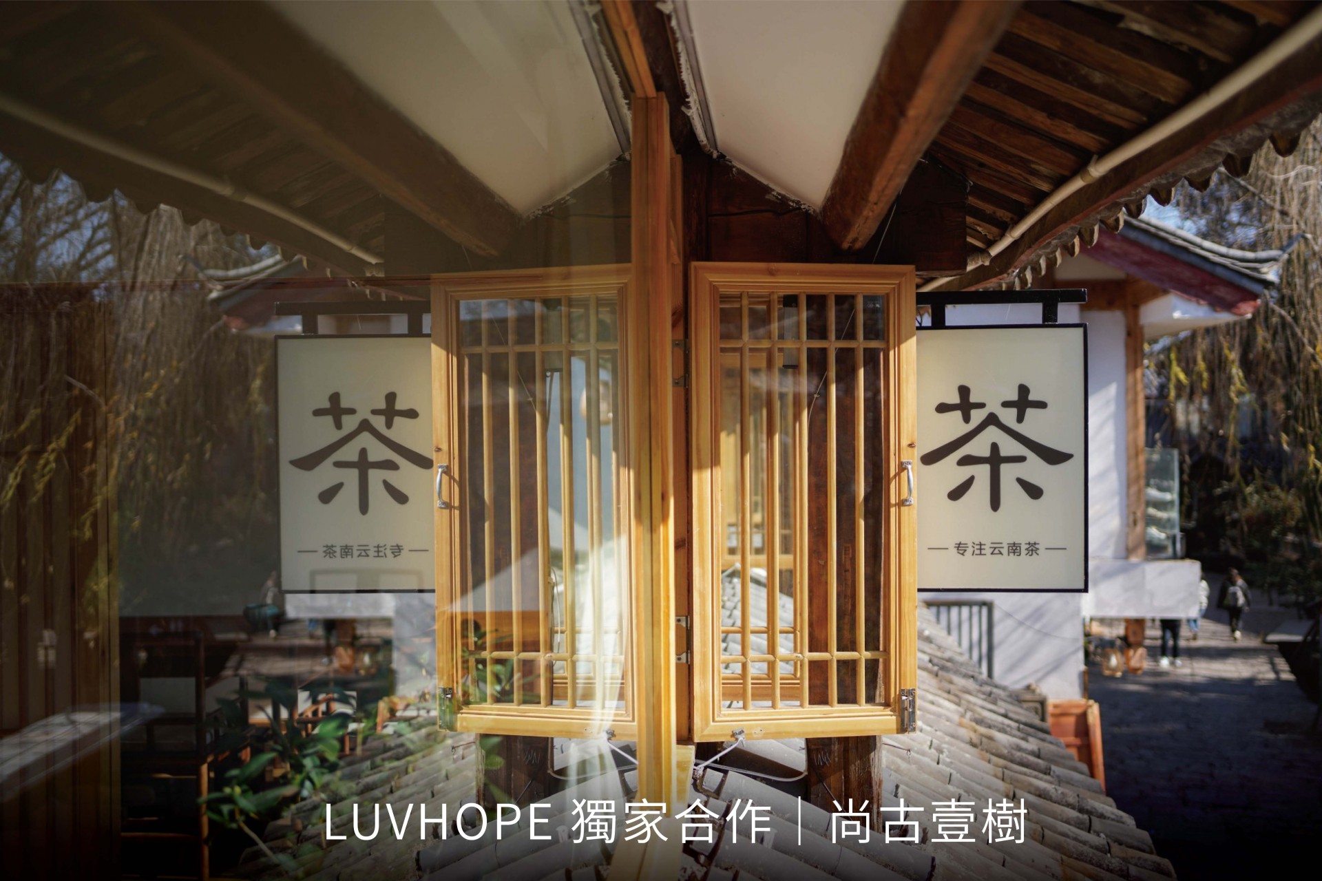 專注於雲南茶｜尚古壹樹