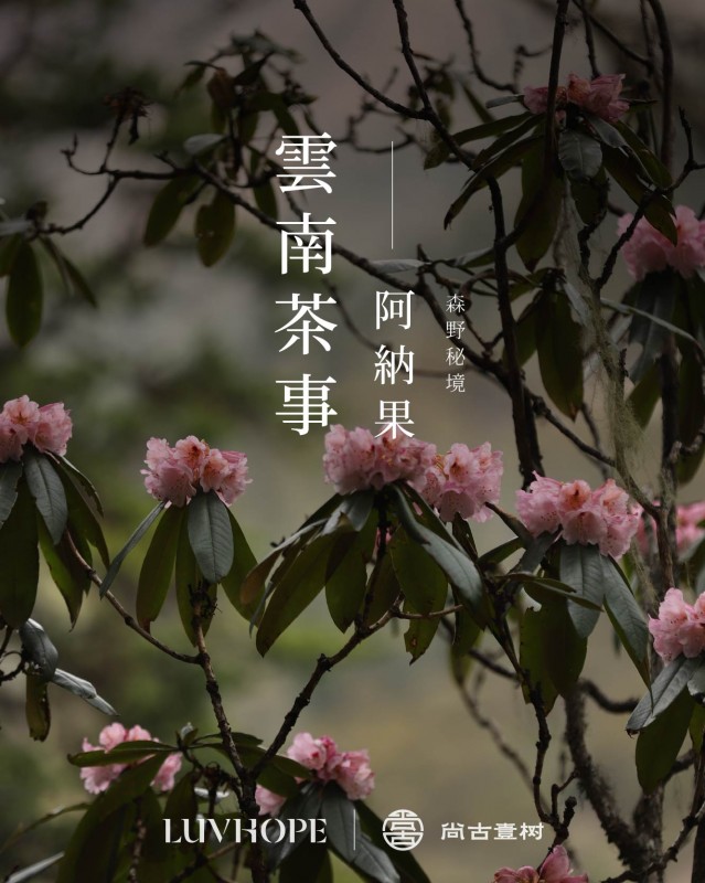 雲南茶事｜阿納果