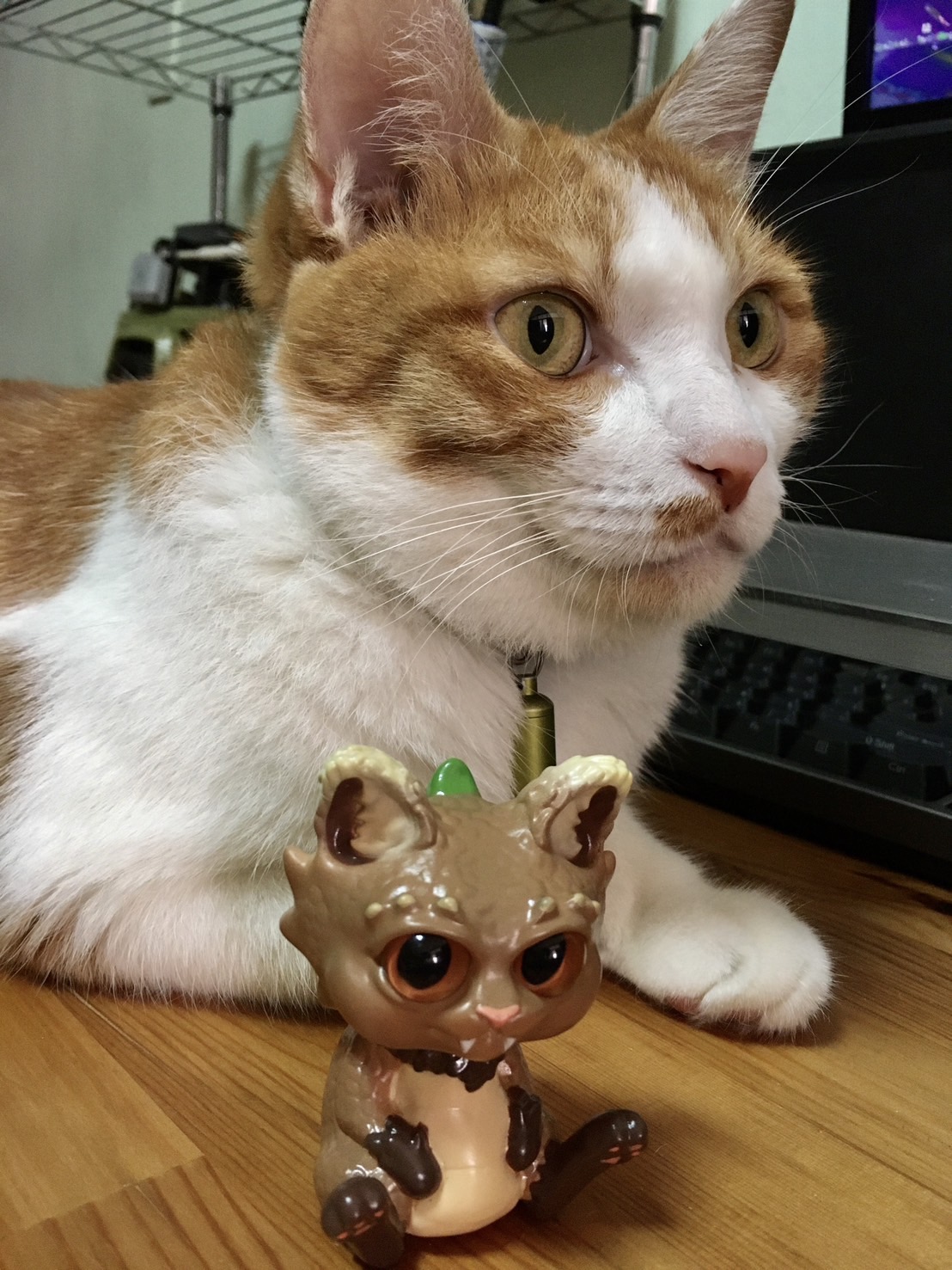 像貓一樣好奇心摸索創作藝術玩具