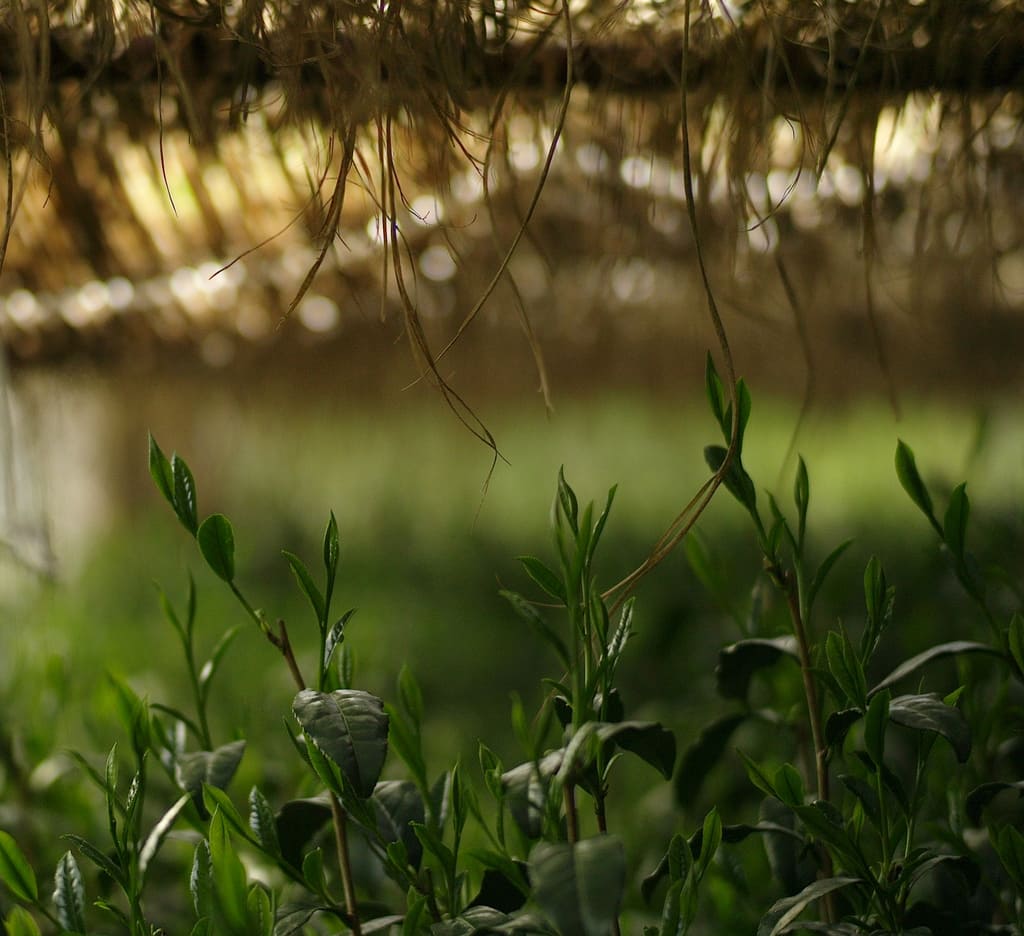 辻利茶舗 冠茶覆蓋栽培的茶葉外觀